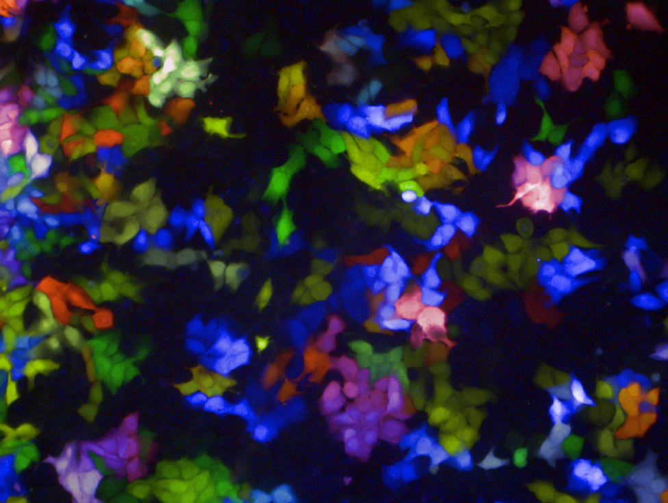 A population of metastatic colorectal cancer cells which have been ‘optically barcoded’