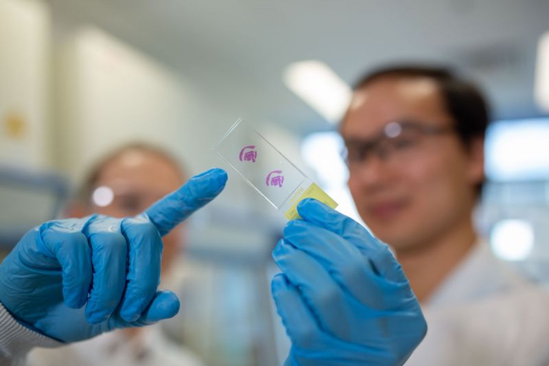 Purple pathology slide being held up in lab